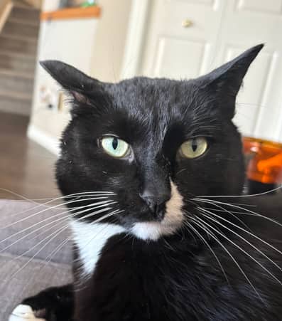 NASCAR - Domestic Short Hair cat available for adoption at AARCS in Calgary (1 of 6)
