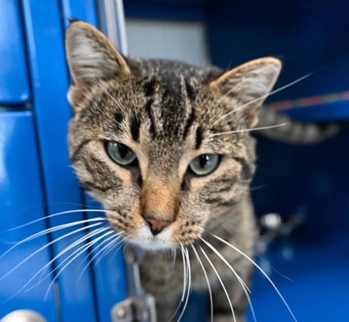 NED - Domestic Short Hair cat available for adoption at AARCS in Calgary (1 of 6)