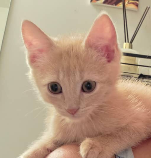 OKA - Domestic Short Hair cat available for adoption at AARCS in Calgary (1 of 5)