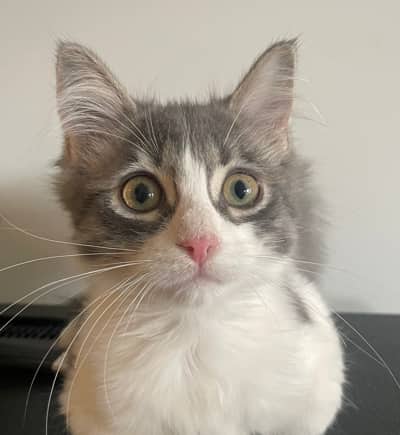 PANCETTA - Domestic Short Hair cat available for adoption at AARCS in Calgary (1 of 4)