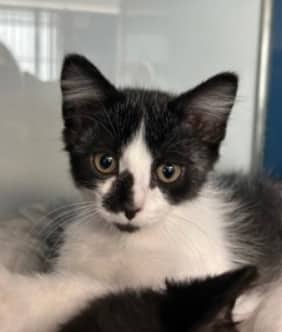 PAUL - Domestic Medium Hair cat available for adoption at AARCS in Calgary (1 of 2)