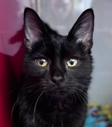 PEARLINE - Domestic Short Hair cat available for adoption at AARCS in Calgary (1 of 6)