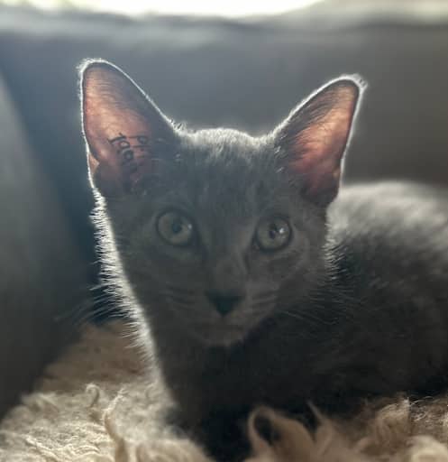 PEBBLE - Domestic Short Hair cat available for adoption at AARCS in Calgary (1 of 2)