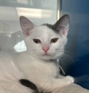 PETER - Domestic Short Hair cat available for adoption at AARCS in Calgary (1 of 2)