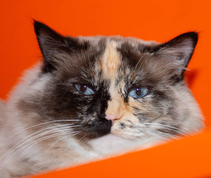 PRIM - Domestic Long Hair cat available for adoption at AARCS in Calgary (1 of 5)