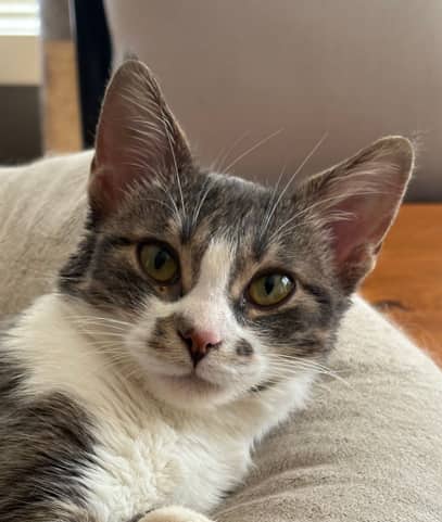 PRINCESS PEANUT - Domestic Short Hair cat available for adoption at AARCS in Calgary (1 of 6)