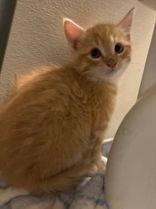 PUMPKIN - Domestic Short Hair cat available for adoption at AARCS in Calgary