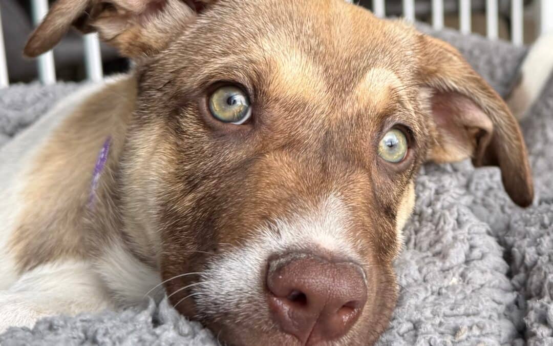 REBECCA - German Shepherd Mixed available for adoption in Calgary