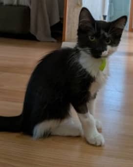 SAFFIE - Domestic Long Hair cat available for adoption at AARCS in Calgary