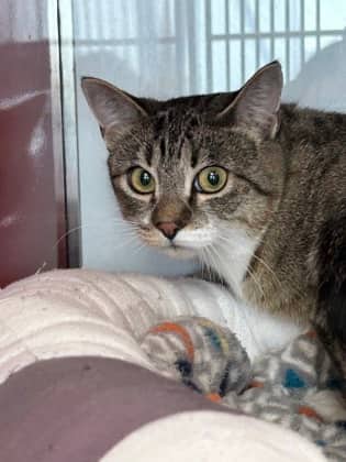 SAVANNAH - Domestic Short Hair cat available for adoption at AARCS in Calgary