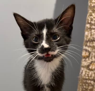 SCOUT - Domestic Short Hair cat available for adoption at AARCS in Calgary (1 of 5)