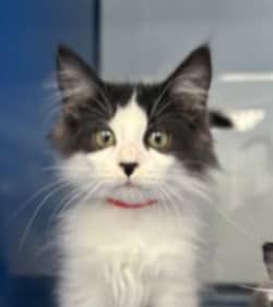 SHARON - Domestic Long Hair cat available for adoption at AARCS in Calgary