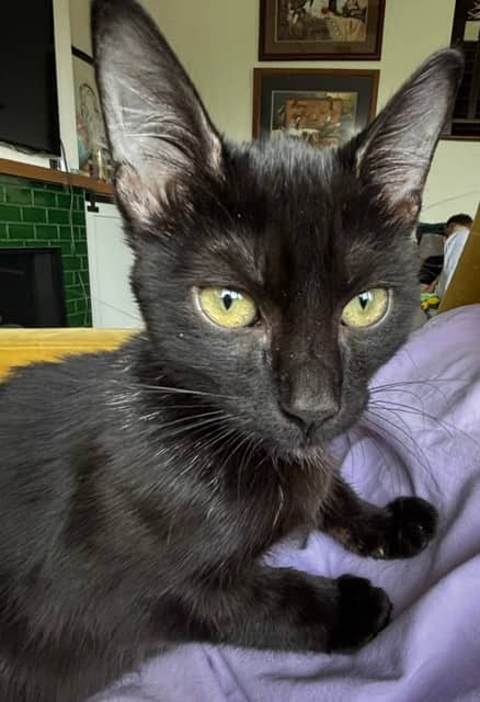 SHOGUN - Domestic Short Hair cat available for adoption at AARCS in Calgary (1 of 3)