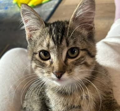 SMUDGE - Domestic Short Hair cat available for adoption at AARCS in Calgary (1 of 5)