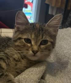SPIKE - Domestic Short Hair cat available for adoption at AARCS in Calgary (1 of 5)