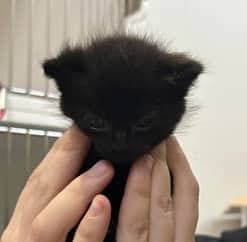 SQUID - Domestic Medium Hair cat available for adoption at AARCS in Calgary (1 of 2)