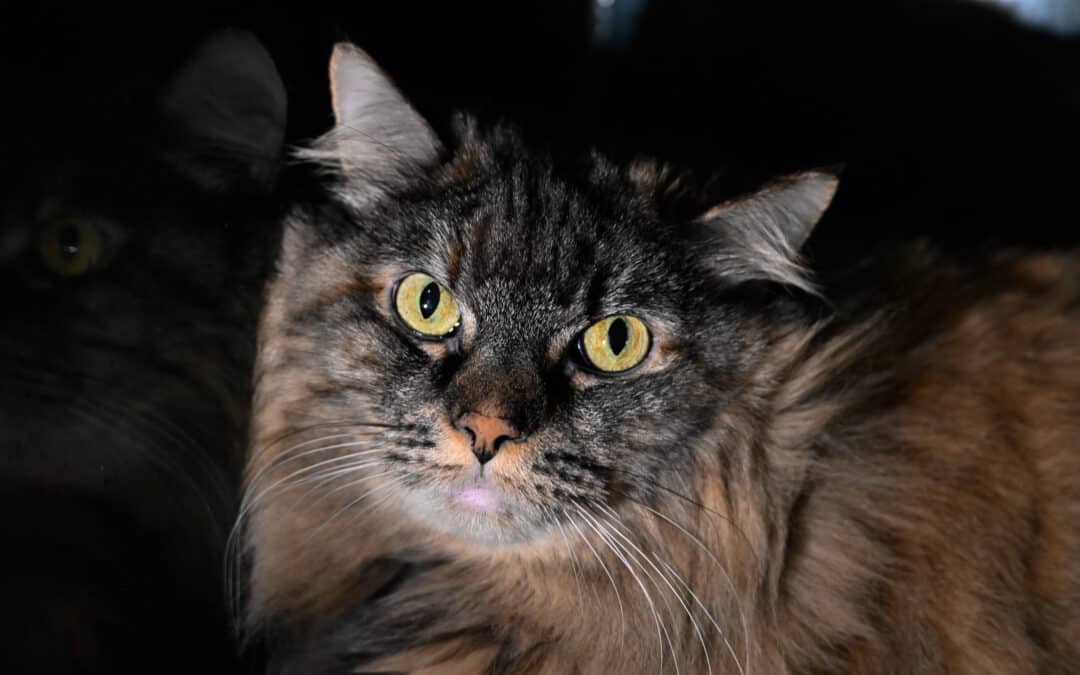 SUNTERRA - Domestic Medium Hair cat available for adoption at AARCS in Calgary (1 of 5)