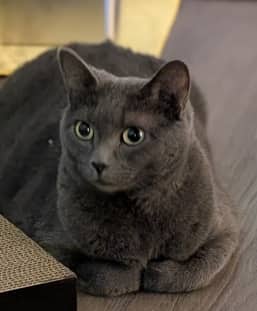 SWEETIE PIE - Domestic Short Hair cat available for adoption at AARCS in Calgary (1 of 4)