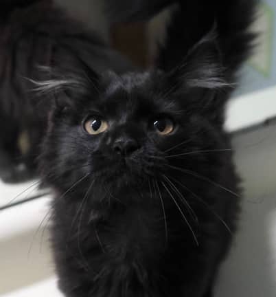 SWEETPEA - Domestic Long Hair cat available for adoption at AARCS in Calgary (1 of 2)