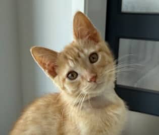 SYLVESTER - Domestic Short Hair cat available for adoption at AARCS in Calgary