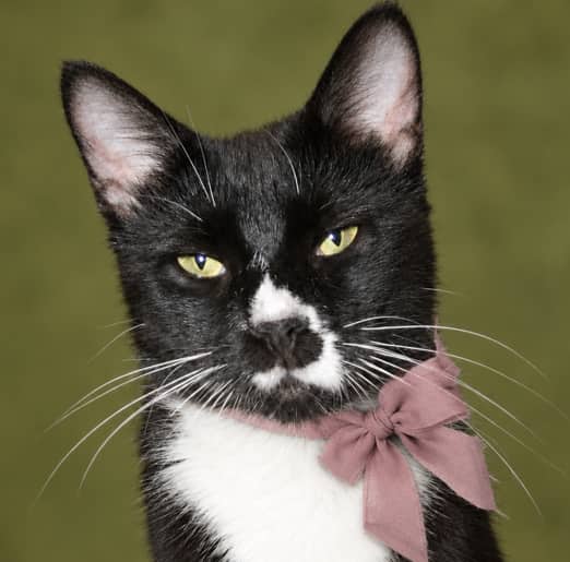 TALLI - Domestic Short Hair cat available for adoption at AARCS in Calgary (1 of 6)