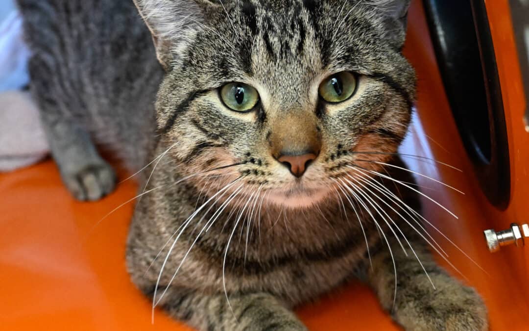 TIMMY - Domestic Short Hair cat available for adoption at AARCS in Calgary (1 of 3)
