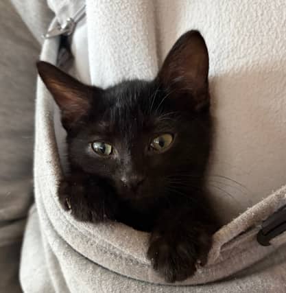 TREK - Domestic Short Hair cat available for adoption at AARCS in Calgary (1 of 5)
