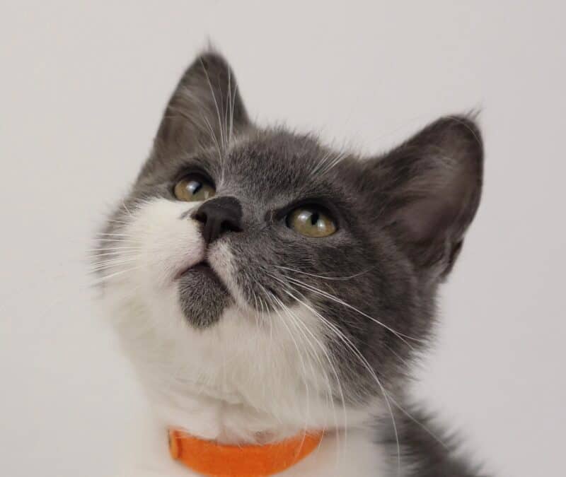 TUNDRA - Domestic Short Hair cat available for adoption at AARCS in Calgary (1 of 4)