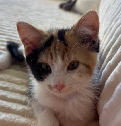 TWEETY - Domestic Short Hair cat available for adoption at AARCS in Calgary (1 of 6)