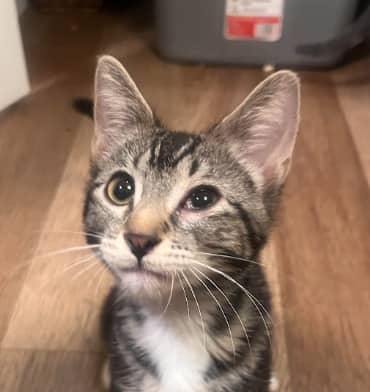 VALENCIA - Domestic Short Hair cat available for adoption at AARCS in Calgary (1 of 3)