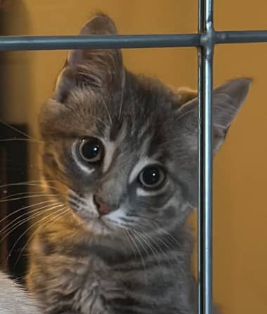 ZEBU - Domestic Short Hair cat available for adoption at AARCS in Calgary (1 of 6)