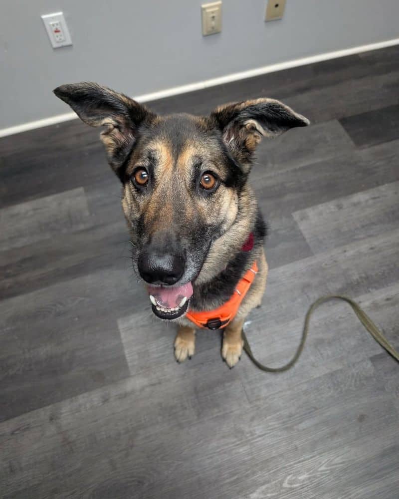 Maya - Northern mix available for adoption in Quebec
