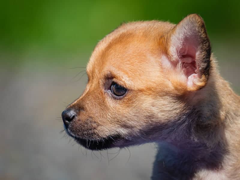 Atom - Chihuahua-x available for adoption in Quebec