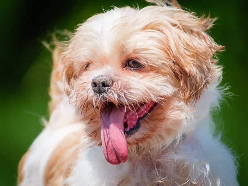 Bouboule - Shih Tzu available for adoption in Quebec
