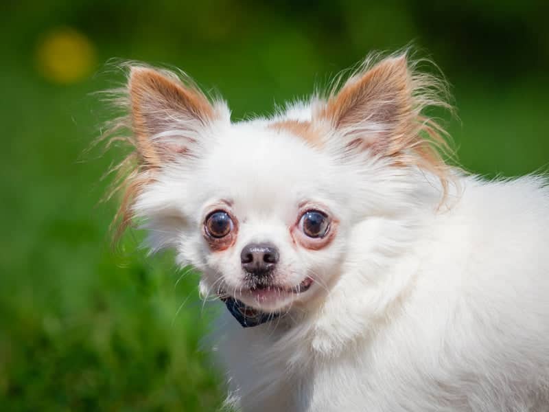 Carlito - Chihuahua available for adoption in Quebec