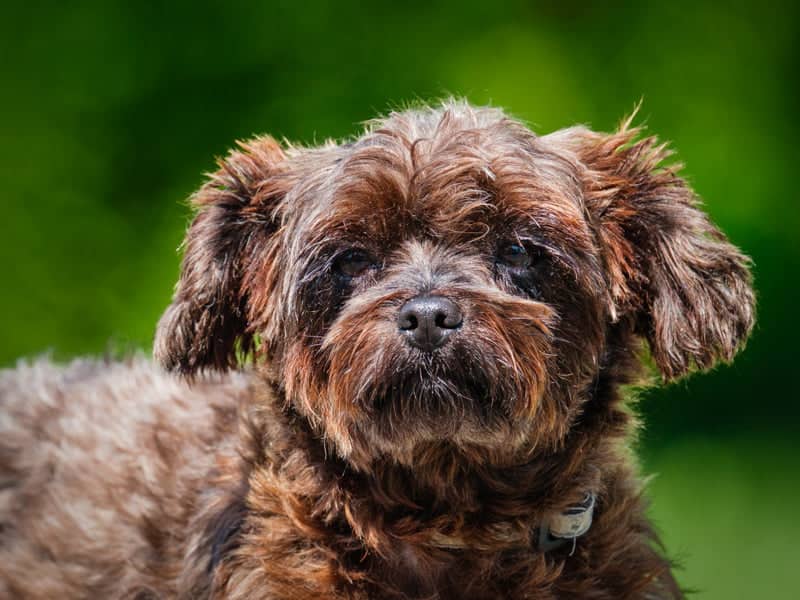 Chasin - Yorkie-x available for adoption in Quebec