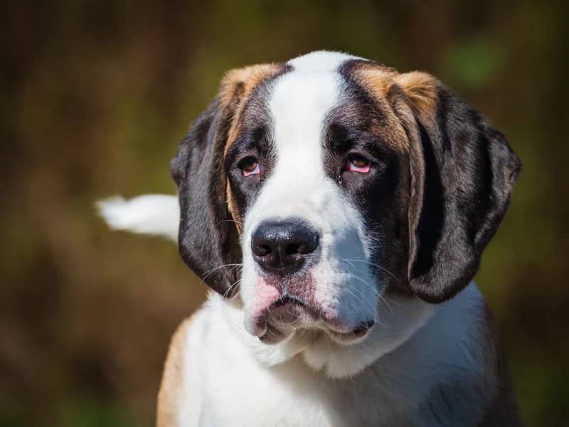Clara - Saint Bernard available for adoption in Quebec