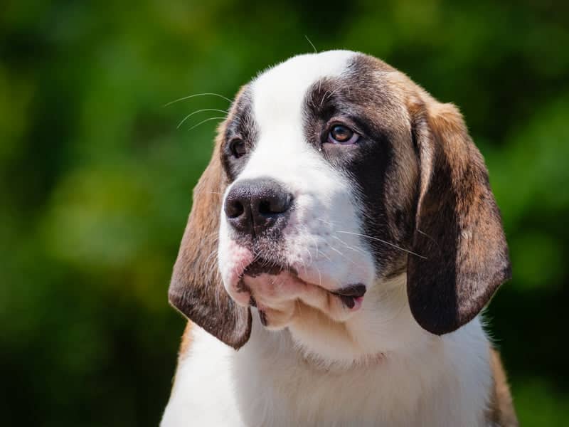 Clara - Saint Bernard available for adoption in Quebec