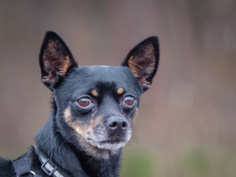 Gucci - Minpin x Chihuahua available for adoption in Quebec