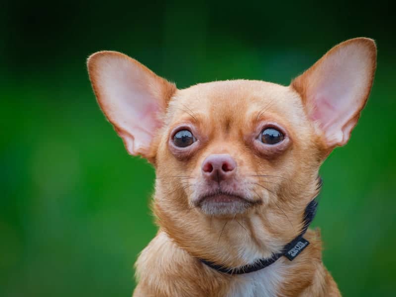 Honey - Chihuahua available for adoption in Quebec