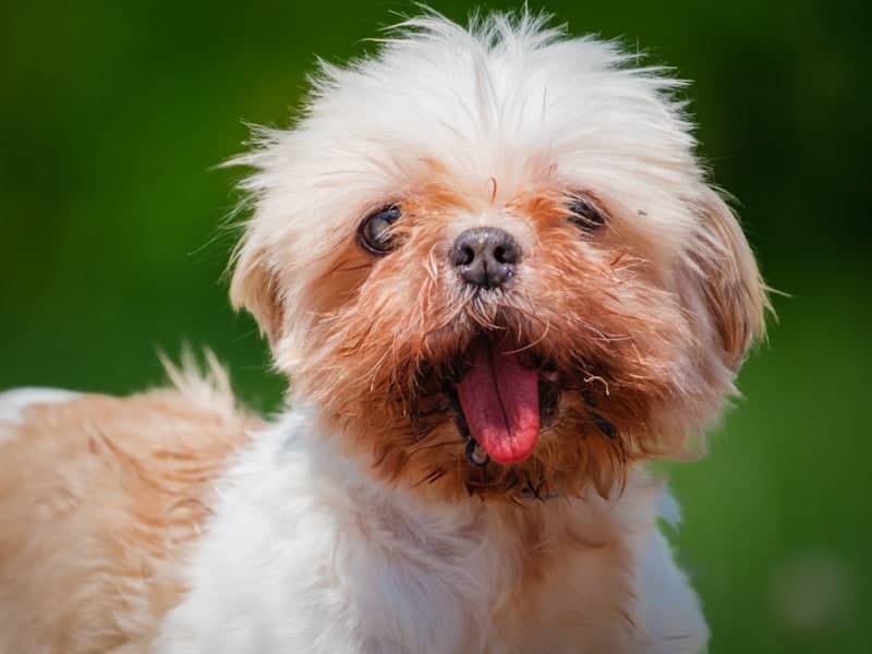 Jilly - Shih Tzu available for adoption in Quebec