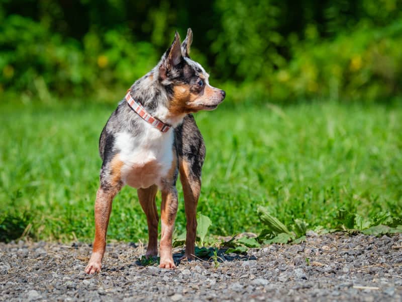 Kiki - Chihuahua available for adoption in Quebec