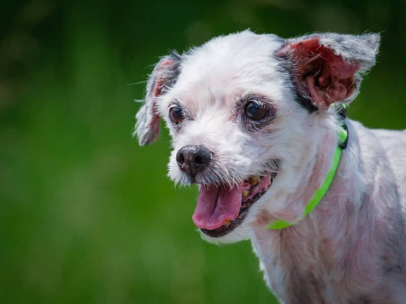 Maggie - Bichon-x available for adoption in Calgary