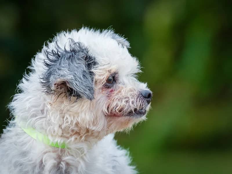 Maggie - Bichon-x available for adoption in Quebec