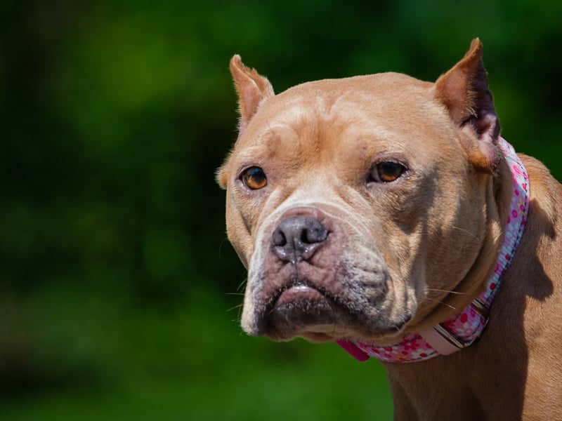 Nutmeg - Miniature Bully available for adoption in Quebec