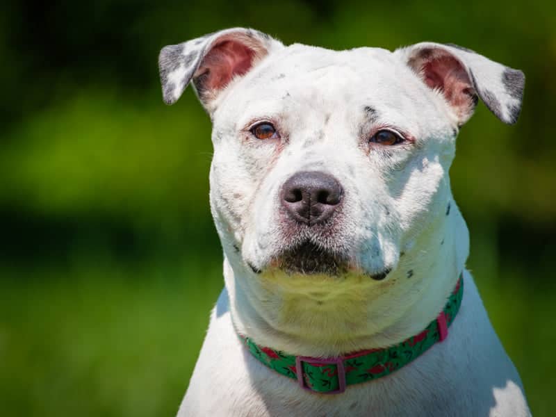 Precious - Pitt Bull available for adoption in Calgary