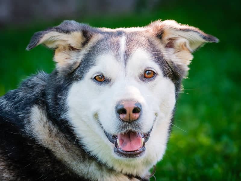 Siku - Husky-x available for adoption in Quebec