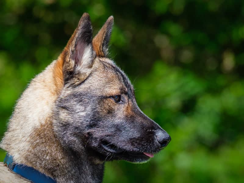 Steve - Shepherd-x available for adoption in Calgary