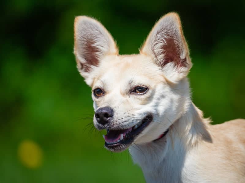 Sunrise - Chihuahua available for adoption in Quebec
