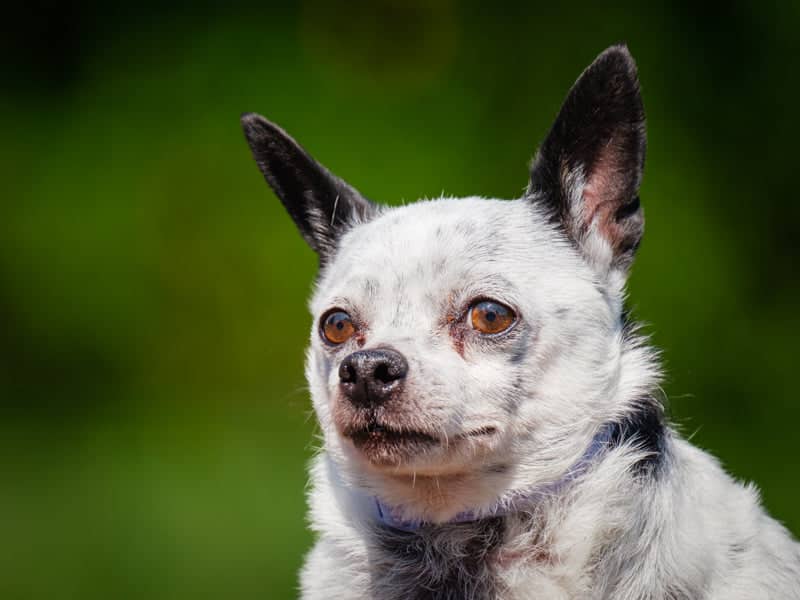 Trinity - Chihuhua available for adoption in Calgary